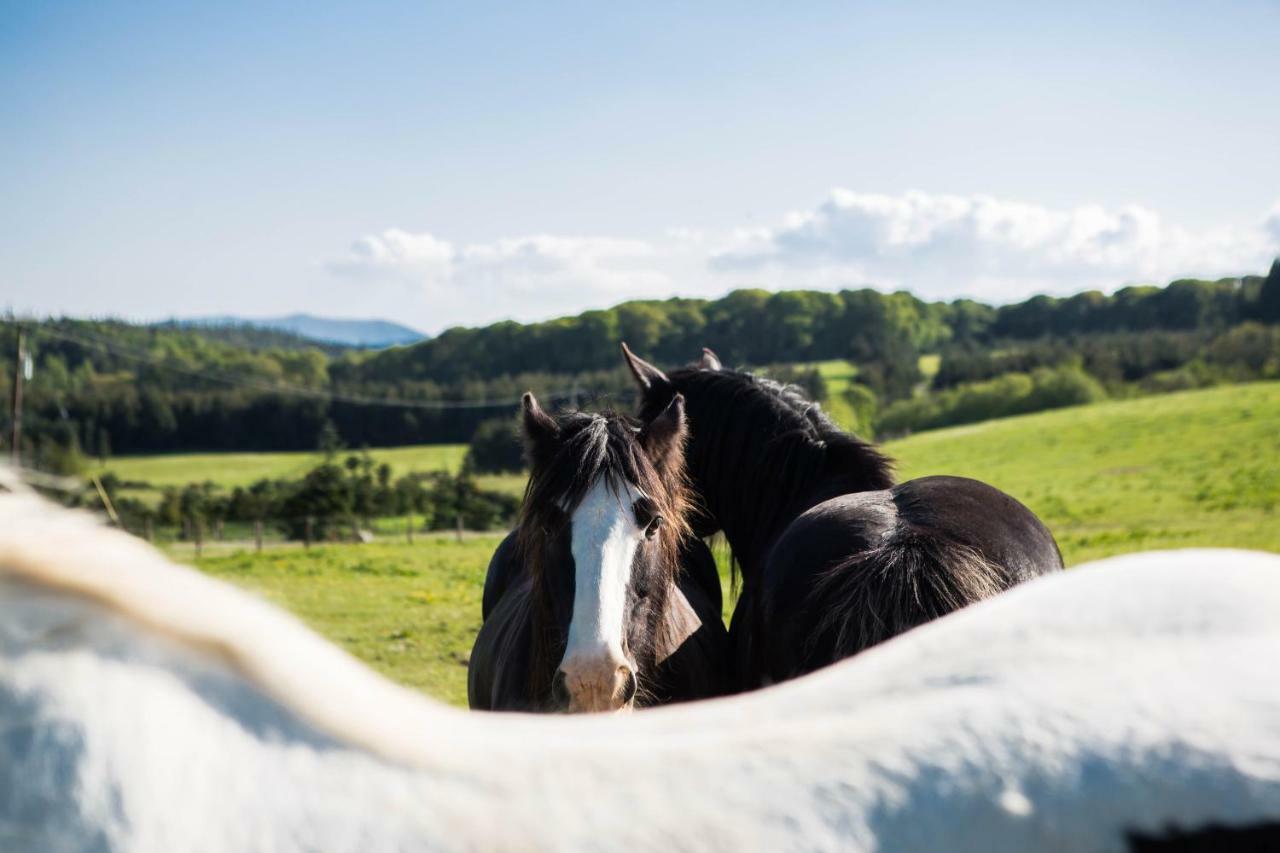 Clissmann Horse Caravans Glamping Rathdrum Bagian luar foto